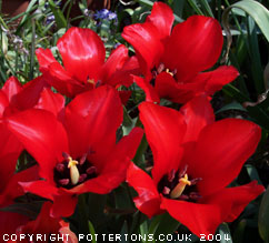 Tulipa vvedenskyi