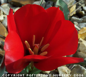 Tulipa montana 1367/20