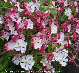 Zaluzianskya ovata