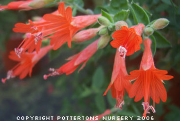 Zauschneria californica 'Dublin'