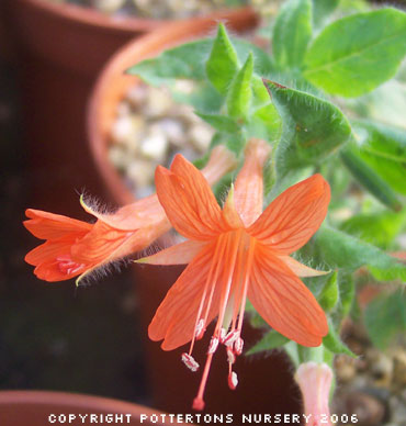 Zauschneria 'Pumilio'