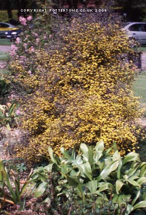 Corokia cotoneaster