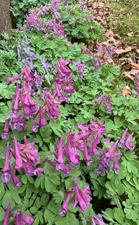Corydalis solida