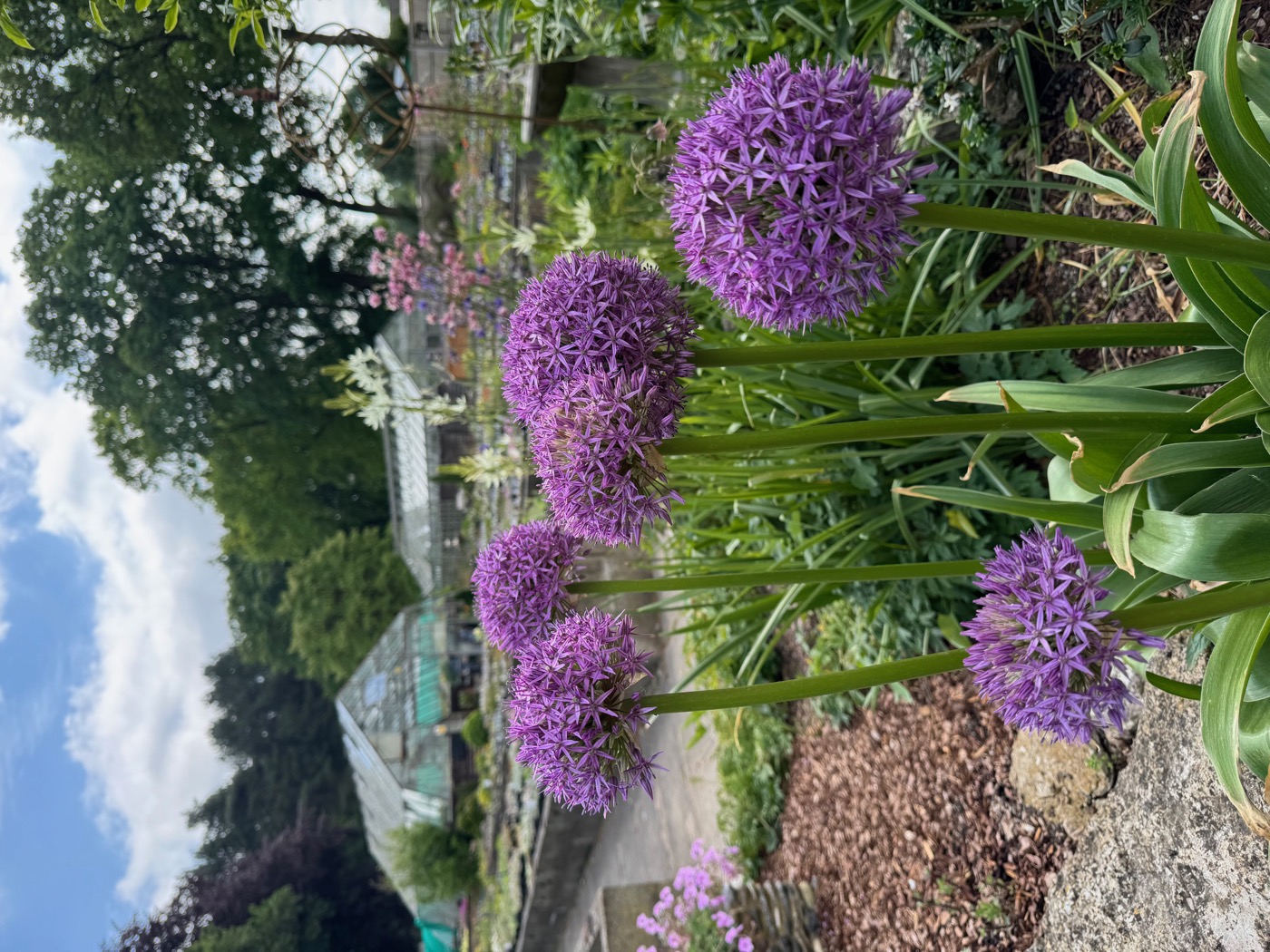Allium 'Globemaster' in the display garden