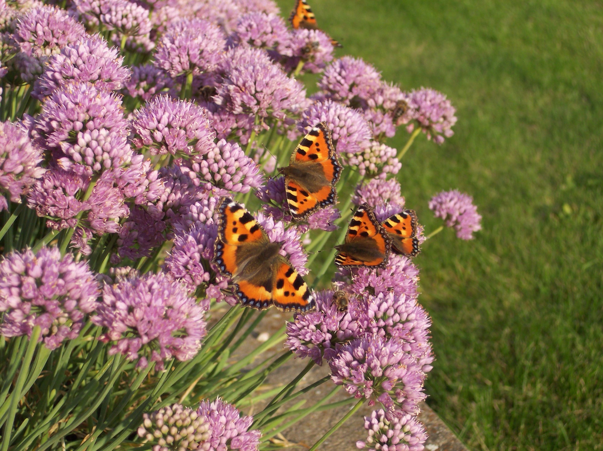 Tortoiseshell butterflies on Allium senescens