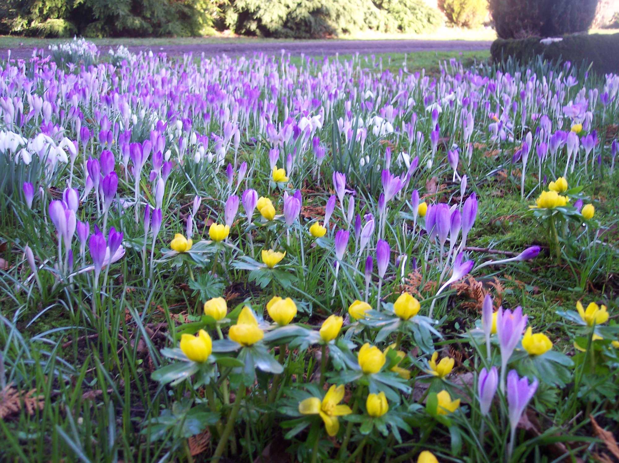 A carpet of crocus and winter aconites