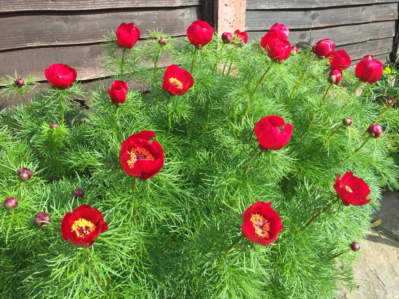 Paeonia tenuifolia, the fern-leaf peony, in flower