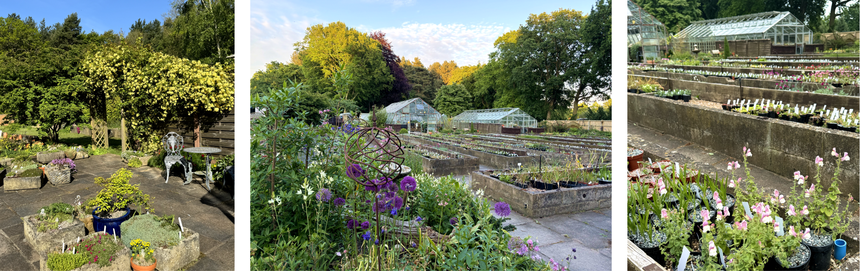 Photographs from previous open days at Pottertons Nursery