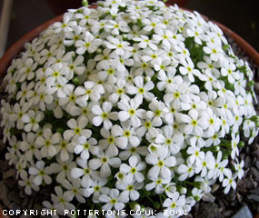 Androsace cylindrica x hirtella 