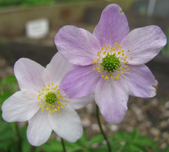 Anemone nemorosa 'Latvian Pink' 1027/20