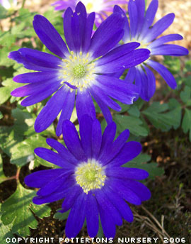 Anemone blanda 'Ingramii CEH 626