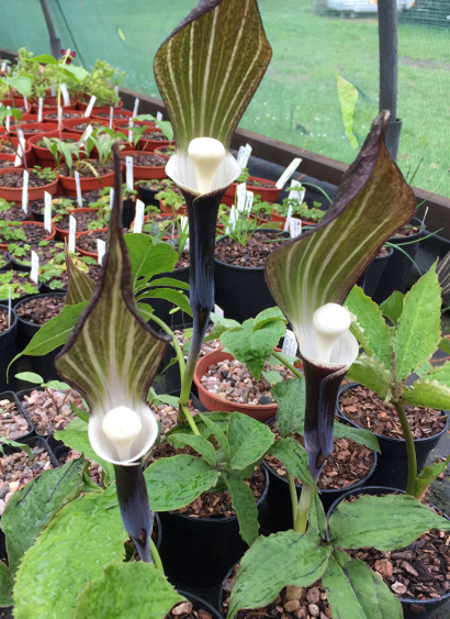 Pottertons Nursery - Arisaema sikokianum