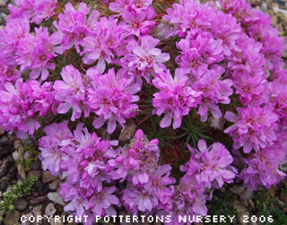 Armeria juniperifolia 'Bevans Variety'