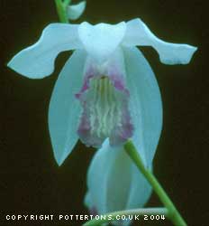 Bletilla striata alba