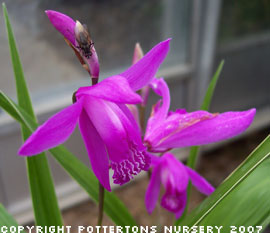 Bletilla striata