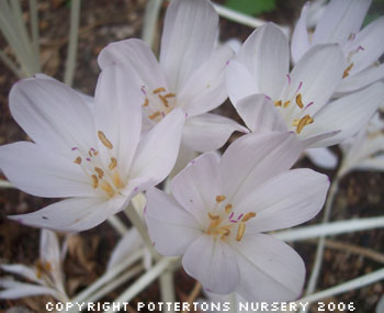 Colchicum byzantinum 'Innocence'