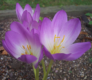 Colchicum bornmuelleri 