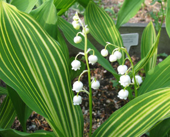 Convallaria majalis 'Variegata'