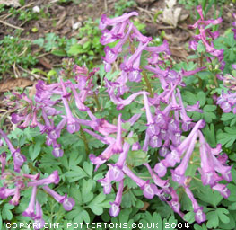 Corydalis decipiens 