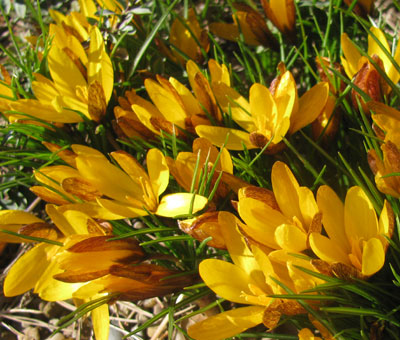 Crocus korolkowii 'Golden Nugget'