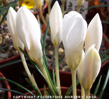 Crocus chrysanthus 'Miss Vain'