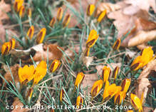 Crocus angustifolius 'Minor' 1128/20