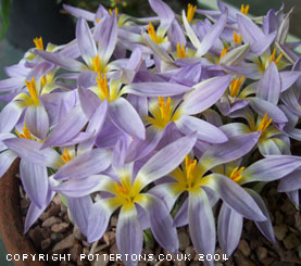 Crocus dalmaticus