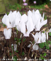 Cyclamen hederifolium 'Album'