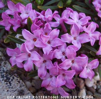 Daphne arbuscula