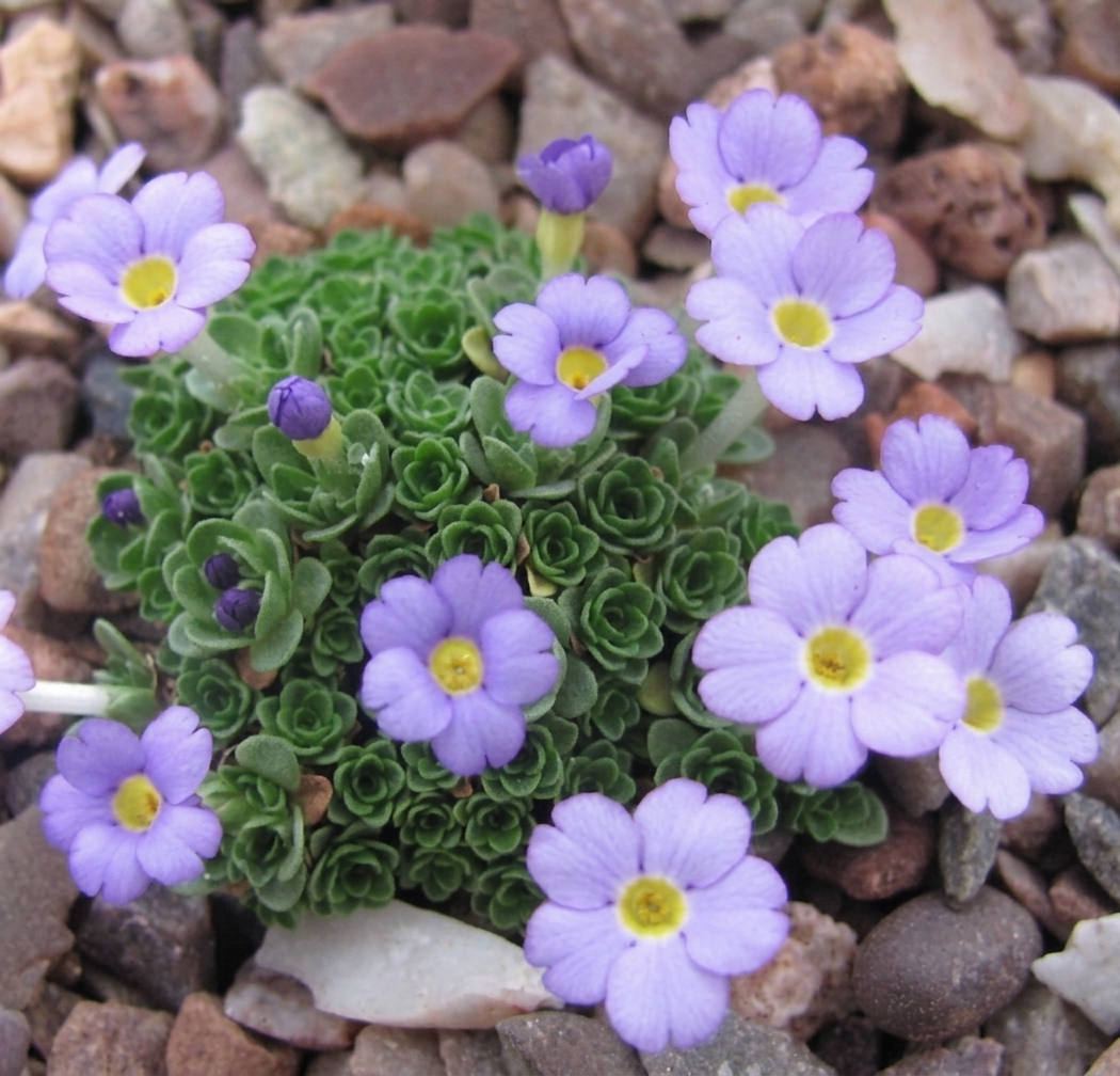 Pottertons Nursery - Dionysia PMR-JM 00541/21/0202