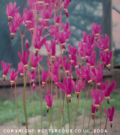 Dodecatheon pulchellum 'Red Wings' 