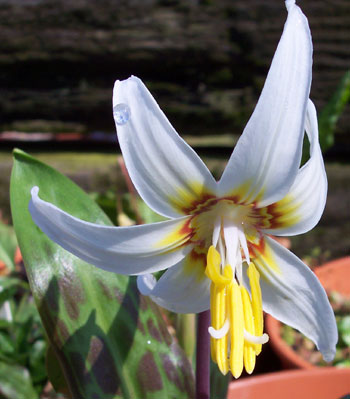 Erythronium oregonum