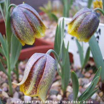 Fritillaria crassifolia ssp. kurdica