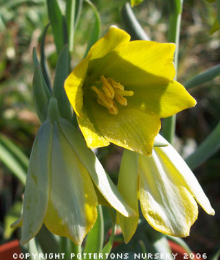 Fritillaria bithynica 1188/20