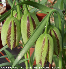 Fritillaria hermonis ssp. amana