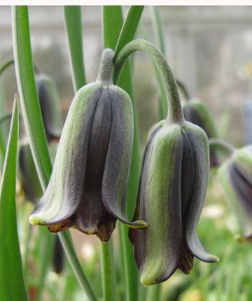 Fritillaria latakiensis