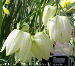 Fritillaria meleagris alba 'Aphrodite' 