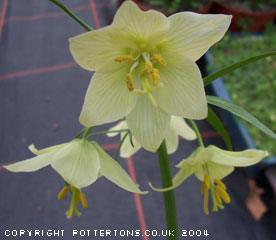 Fritillaria raddeana 