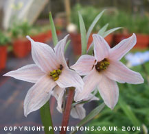 Fritillaria stenanthera