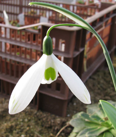 Galanthus 'Comet'