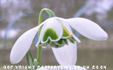 Galanthus Dionysus