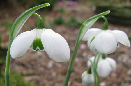 Galanthus Hippolyta