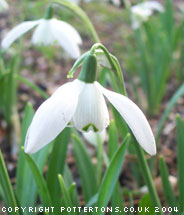 Galanthus 'Lady Beatrix Stanley'