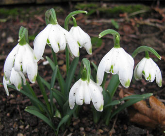 Galanthus 'Pusey Green Tips'