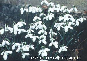Galanthus 'S. Arnott'