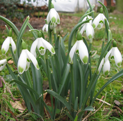 Galanthus nivalis 'Viridapice'