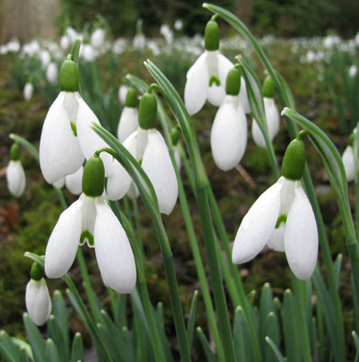 Galanthus reginae olgae ssp. vernalis