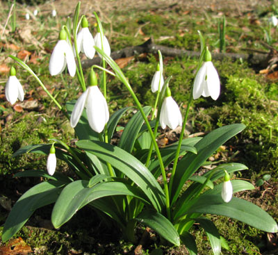 Galanthus woronowii