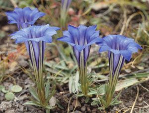 Gentiana veitchiorum