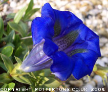 Gentiana acaulis 'Maxima Enzian'